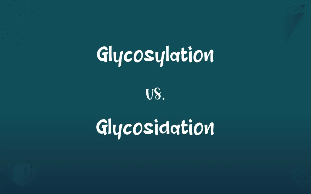 Glycosylation vs. Glycosidation: What’s the Difference?